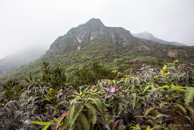 Indian Rhododendron on the Mountainside, Mount Sibayak, North Sumatra, Indonesia 