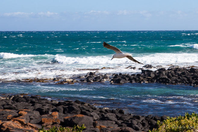 Seagull against the surf, Port Fairy 