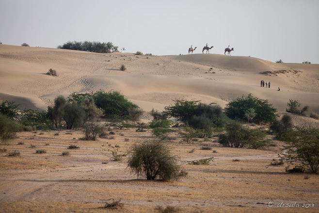 Camels on a distant sandy Hill, Thar Desert, Rajasthan, Northern India