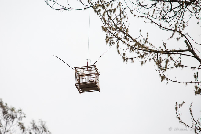 A Birdcage hung as a trap for wild birds, Mount Sibayak, North Sumatra, Indonesia 