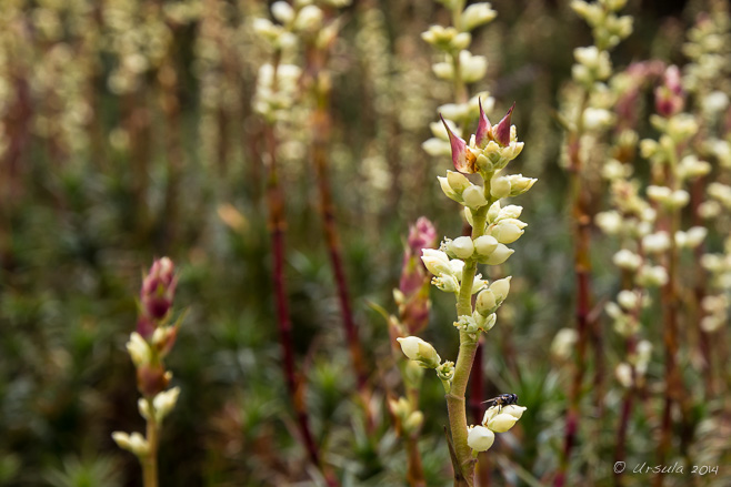 Candle Heath (Richea continentis) in flower