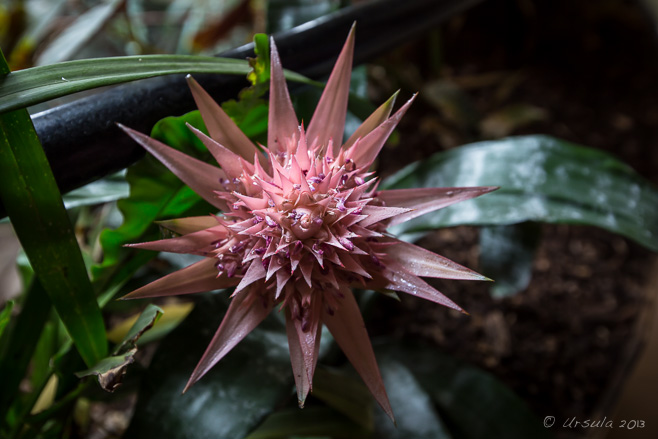 Pink Succulent, Durrell Wildlife Park, Jersey.