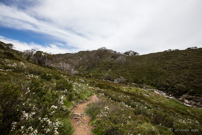 Landscape: dirt path, Illawong Lodge Trail, Kosciuszko National Park