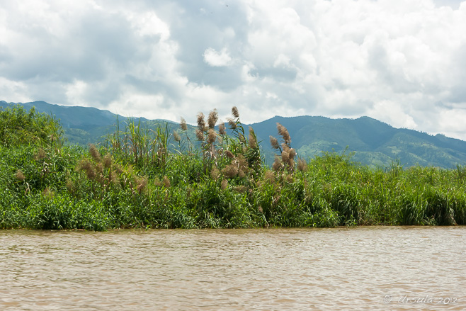 Pampas Grass and the Shan Hills, Inle Lake Myanmar