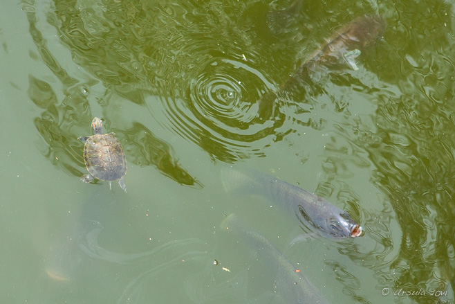 Fish Pond,  Nan Putuo Temple, Xiamen, Fujian Province, China