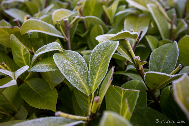 Frost on green hedge leaves, Burghill, Hereford UK