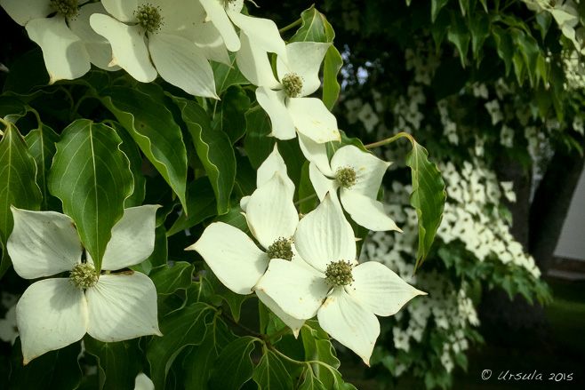 Dogwood flowers in bloom, Tennessee USA