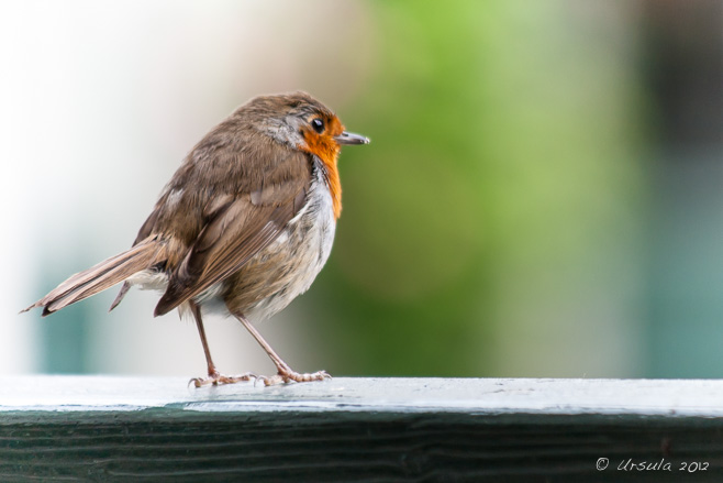 Irish Robin, Ireland’s Historic Science Centre, Birr Castle, Co Offaly