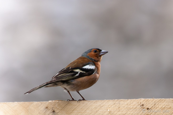 Irish Finch, Ireland’s Historic Science Centre, Birr Castle, Co Offaly