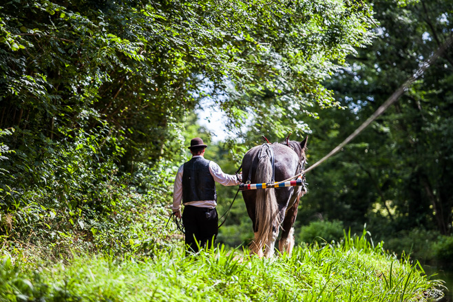 Man in old English country attire walking a shire horse, Grand Western Canal, Tiverton UK