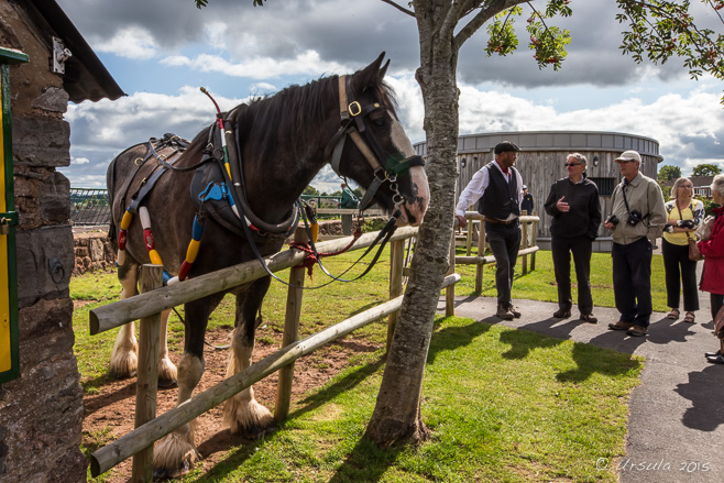 Shire horse, Tiverton Canal Company, Devon UK