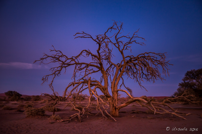 Bare Tree in the pre-dawn dark 