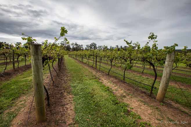 Vineyards at Tempus Two, Pokolbin NSW