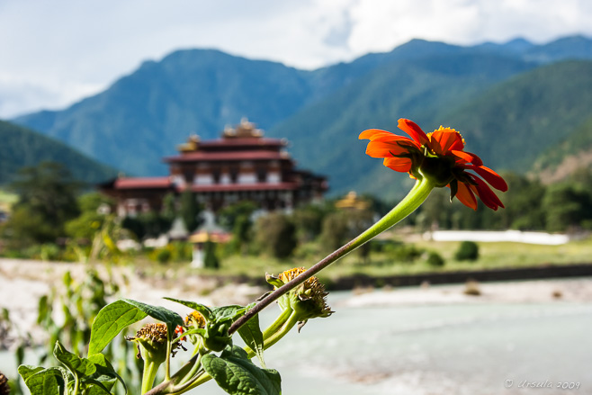 Orange gerbera-like flowers against Punakha Dzong, Bhutan