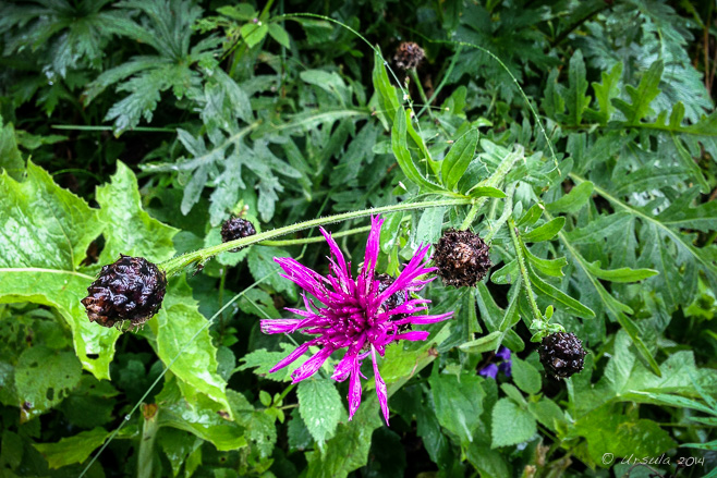 Purple perennial Cornflower: Centaurea Montana, Leysin, CH