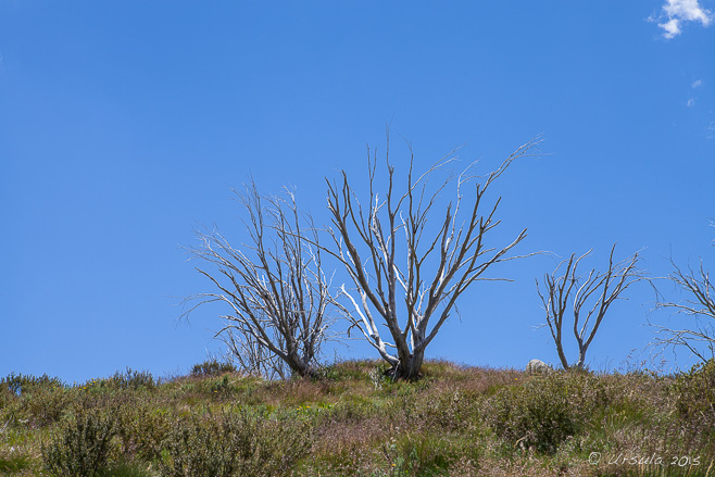 Skeleton gumtrees on a hillside, Guthega Trig, Kosciuszko National Park AU