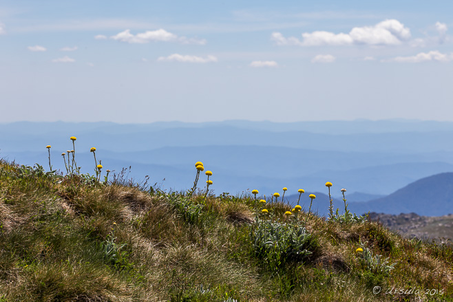 Billy Buttons on a hillside - Snowy Mountains blue in the background, Kosciuszko National Park, Australia