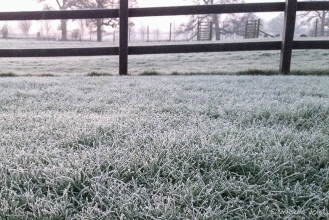 Frost on grass in an English field, Burghill, UK