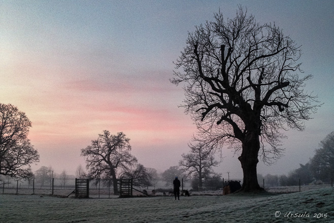 Silhouette of a large bare tree and a man with a dog on a winter dawn, Burghill, Herefordshire. 