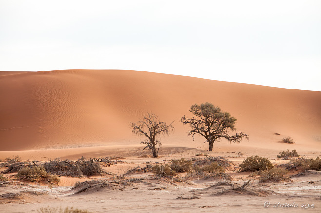 Camel Thorn Trees in the Namib Desert Dunes, Namibia