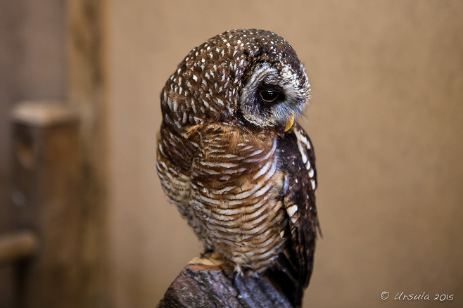 Woodford Owl, Small Breeds Farm Park and Owl Centre, Kington Herefordshire