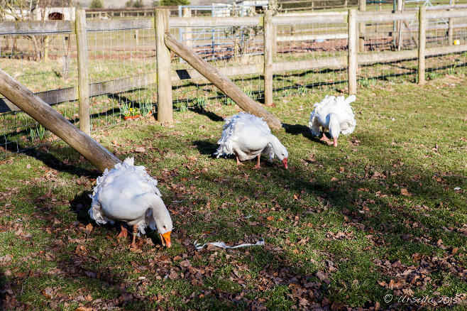 White Sebastopol geese, Small Breeds Farm Park and Owl Centre, Kington Herefordshire