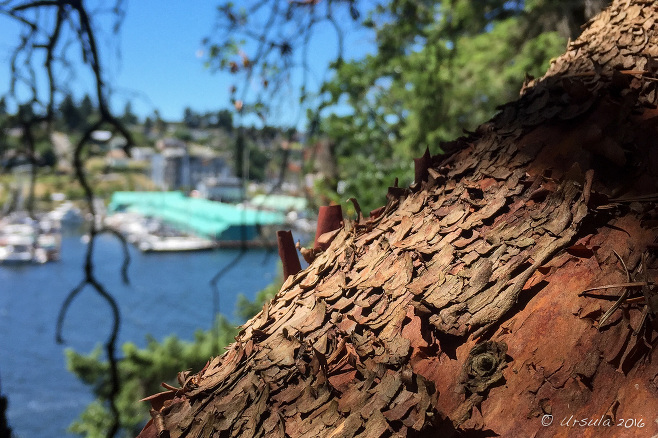 Looking over the rough bark of an Arbutus tree to Nanaimo boat docks, Newcastle Island, BC