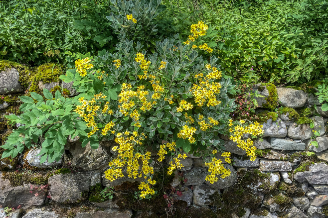 Yellow flowers on a stone wall, Ingleton North Yorkshire, UK