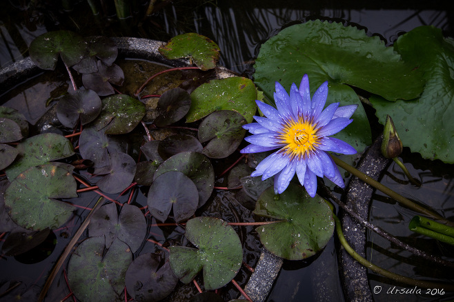 Purple Water Lily, Danang Vietnam