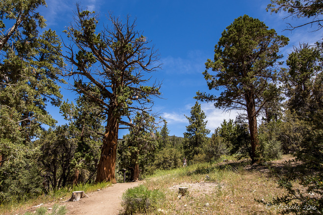 Start of the Woodland Trail, San Bernardino National Forest, CA