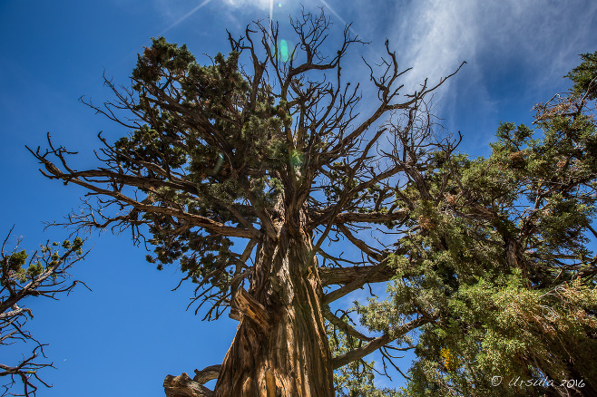 Top of a Western Juniper against a blue sky, Woodland Trail, San Bernardino National Forest, CA