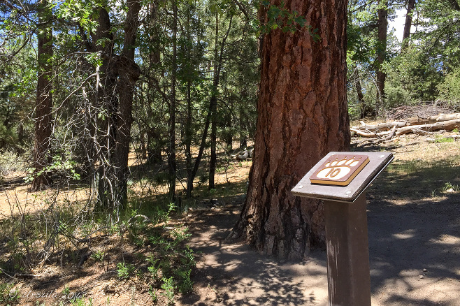 Jeffrey Pine and a Number 10 Sign, Woodland Trail, San Bernardino National Forest, CA