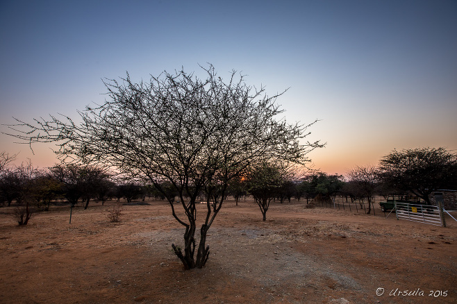 Sunrise over Namibian bushland, Kamanjab