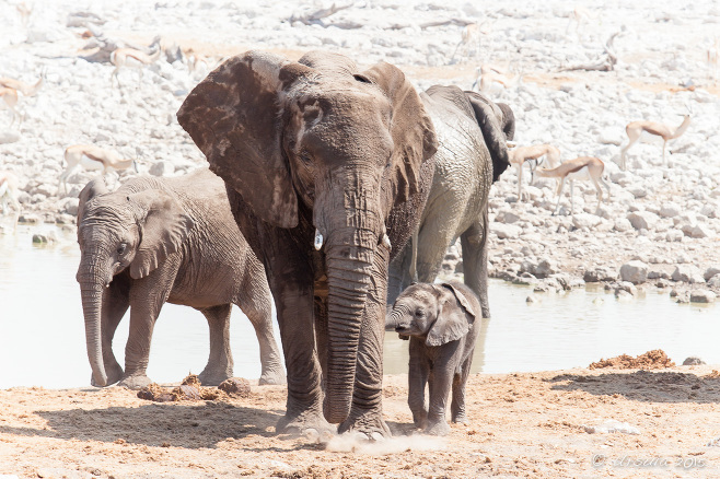 Mother and calf elephant at the waterhole, Etosha National Park, Namibia