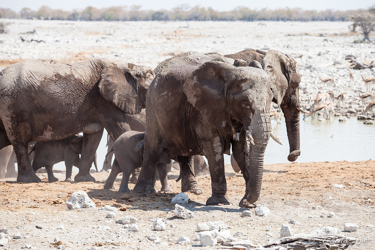 A Day At The Waterhole, Etosha National Park, Namibia » Ursula's Weekly ...