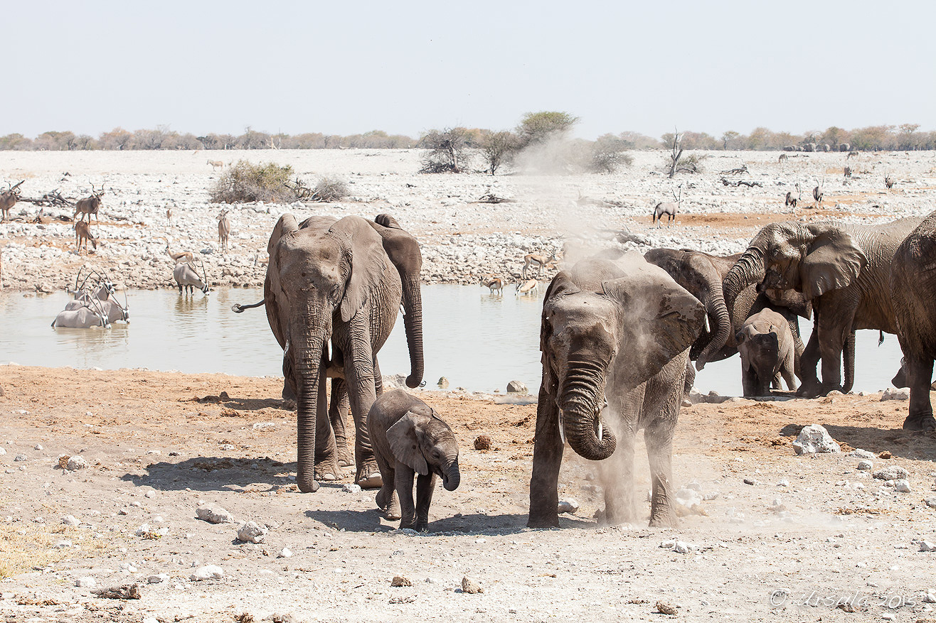 A Day At The Waterhole, Etosha National Park, Namibia » Ursula's Weekly ...