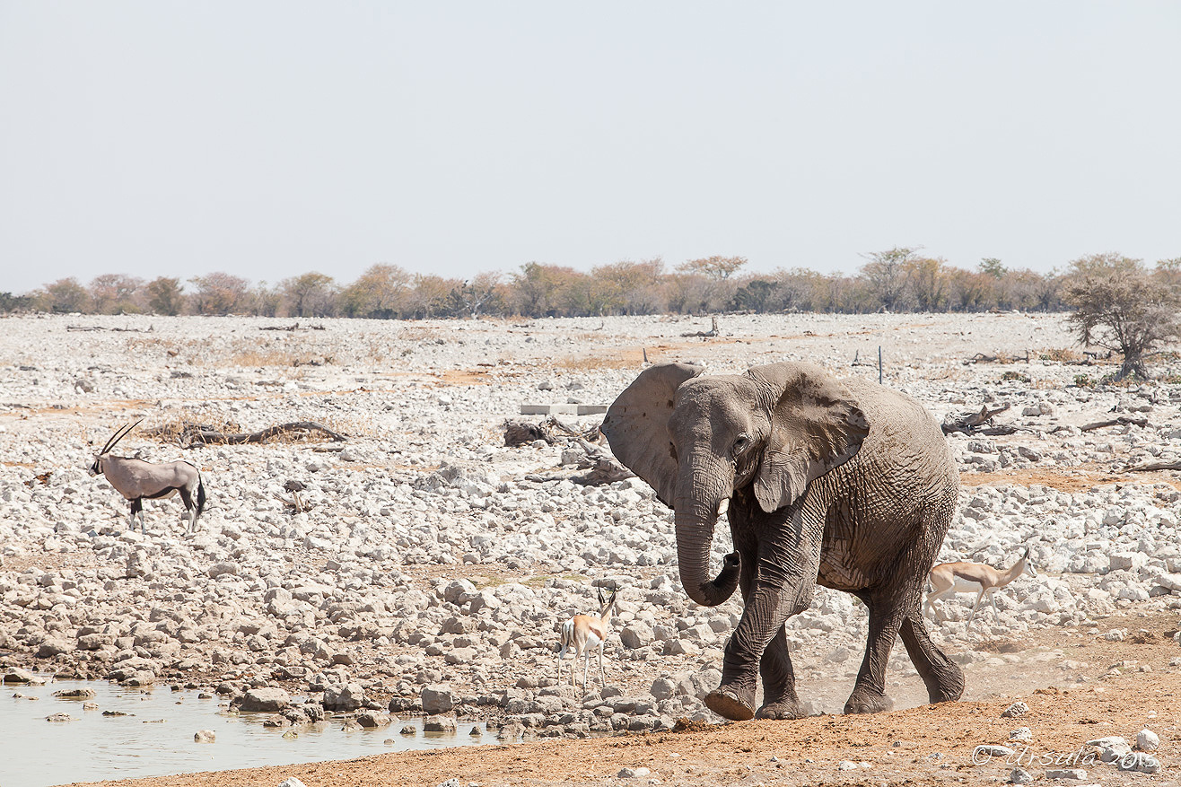 A Day At The Waterhole, Etosha National Park, Namibia » Ursula's Weekly ...