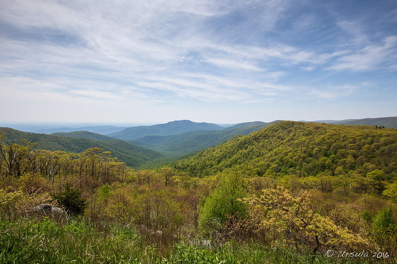 In the Virginia Woods: Skyline Drive, Shenandoah National Park, USA ...