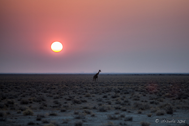 Giraffe silhouetted in the Sunrise, Etosha National Park, Namibia