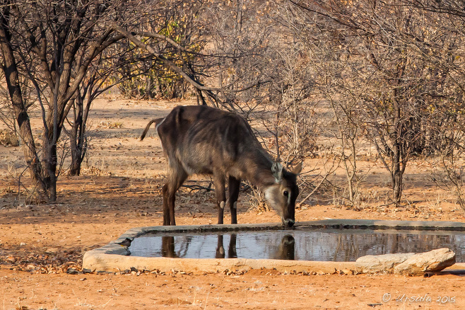 Waterbuck Kobus Ellipsiprymnus at a waterhole, Kamanjab, Namibia