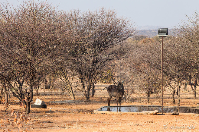 Waterbuck Kobus Ellipsiprymnus at a waterhole, Kamanjab, Namibia