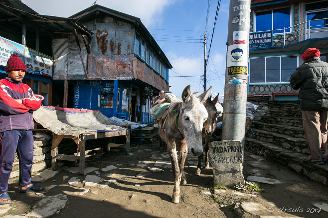 Ponies in a train, Ghorapani Nepal