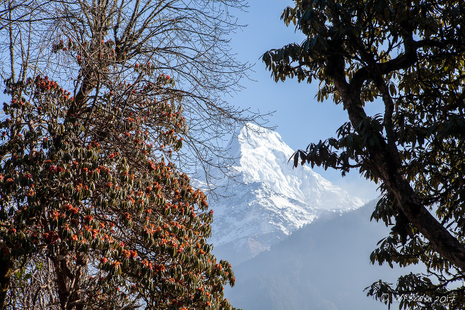 Fresh snow on Annapurna South through the fading rhododenron flowers on the track out of Ghorapani, Nepal