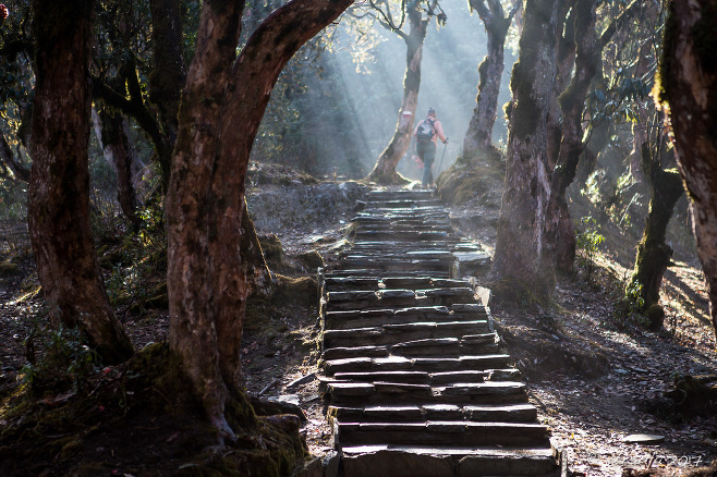 Trekker at the top of stone stars in slanting sunlight, Ghorepani Trek, Nepal