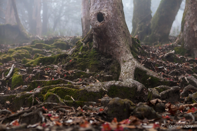 Roots of rhododendron trees in Shikha, Mid-Western Development Region, Nepal.