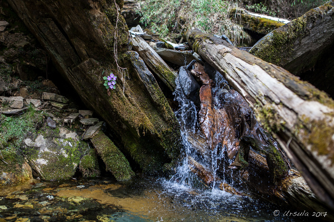 Wildflowers near a waterfall on the Thulo Odar Kkarka, Annapurna CA, Nepal