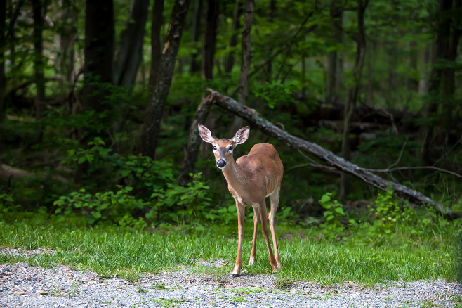 White Tailed Deer, Blue Ridge Parkway, VA USA