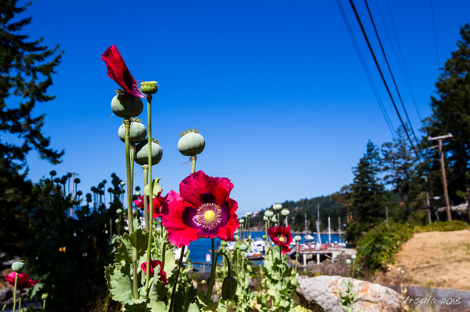 Poppies in bloom, with sailboat masts in the background, Garden Bay Pended Harbour BC