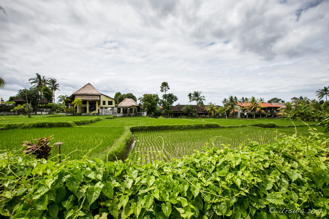 Balinese Rice fields, Ubud Indonesia