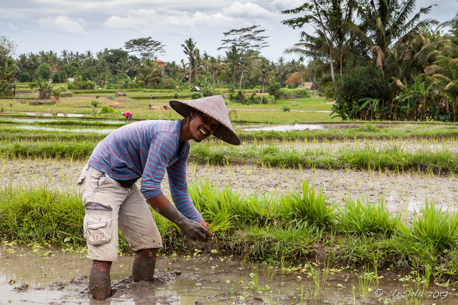 A man planting rice in a Balinese field, Ubud